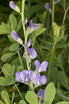 Blue wild indigo